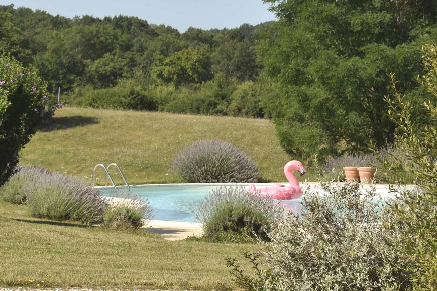 Cygne dans la piscine